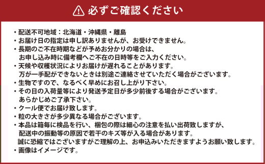 岡山県産 シャインマスカット 晴王 約600g（600g×1房） 【2026年8月下旬～11月下旬迄発送予定】 果物 くだもの フルーツ ぶどう ブドウ 葡萄 マスカット