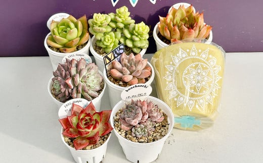 ばあちゃん家のリメイク鉢付きおまかせセット 1万円分