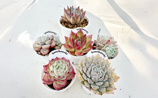 ばあちゃん家のおまかせセット 3千円分