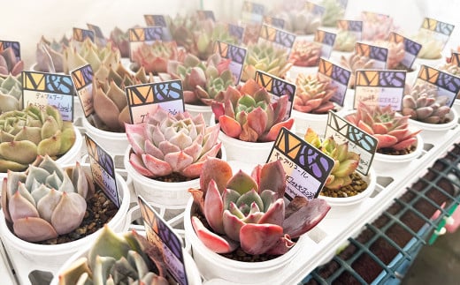 ばあちゃん家の韓国多肉植物 M&Sグランドスラム 1苗