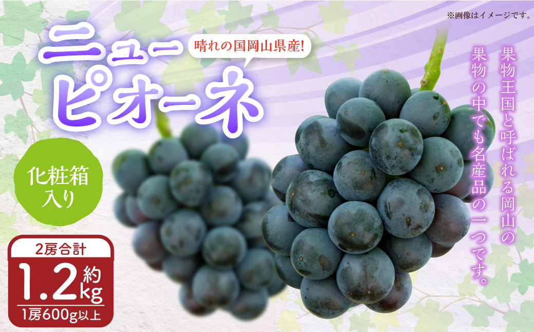 岡山県産 ニューピオーネ 2房（1房600g以上） 化粧箱入り 【2025年8月下旬～10月上旬迄発送予定】 果物 くだもの フルーツ ぶどう ブドウ 葡萄 岡山 おかやま 国産 冷蔵