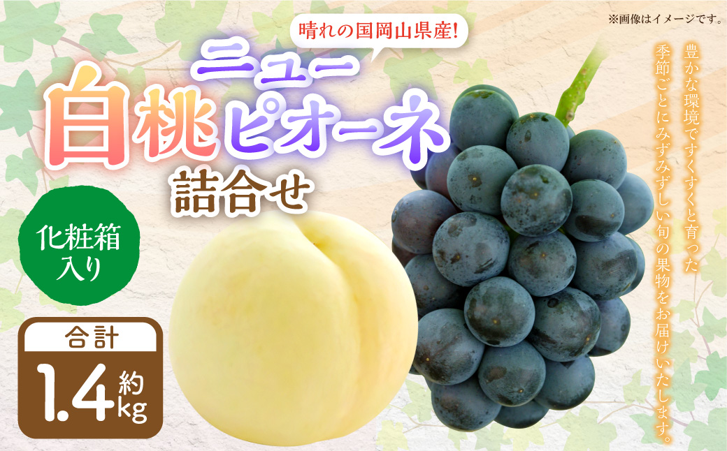 詰合 白桃 2玉 （1玉220g以上）・ニューピオーネ 2房 （1房480g以上） 化粧箱入り 【2025年7月下旬～8月上旬迄発送予定】 果物 くだもの フルーツ 桃 もも モモ ぶどう ブドウ 葡萄 詰合せ 詰め合わせ 岡山 おかやま 国産 冷蔵