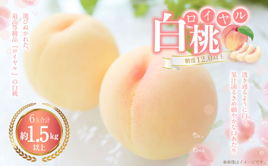 白桃 6玉（1.5kg以上） 等級：ロイヤル 化粧箱入り 【2025年7月上旬～8月上旬迄発送予定】 桃 モモ もも 果物 くだもの フルーツ 冷蔵 国産