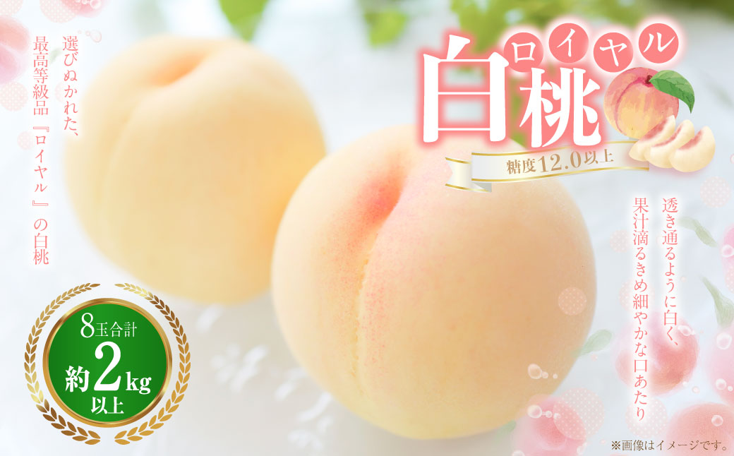 白桃 8玉（2kg以上） 等級：ロイヤル 化粧箱入り 【2025年7月上旬～8月上旬迄発送予定】 桃 モモ もも 果物 くだもの フルーツ 冷蔵 国産