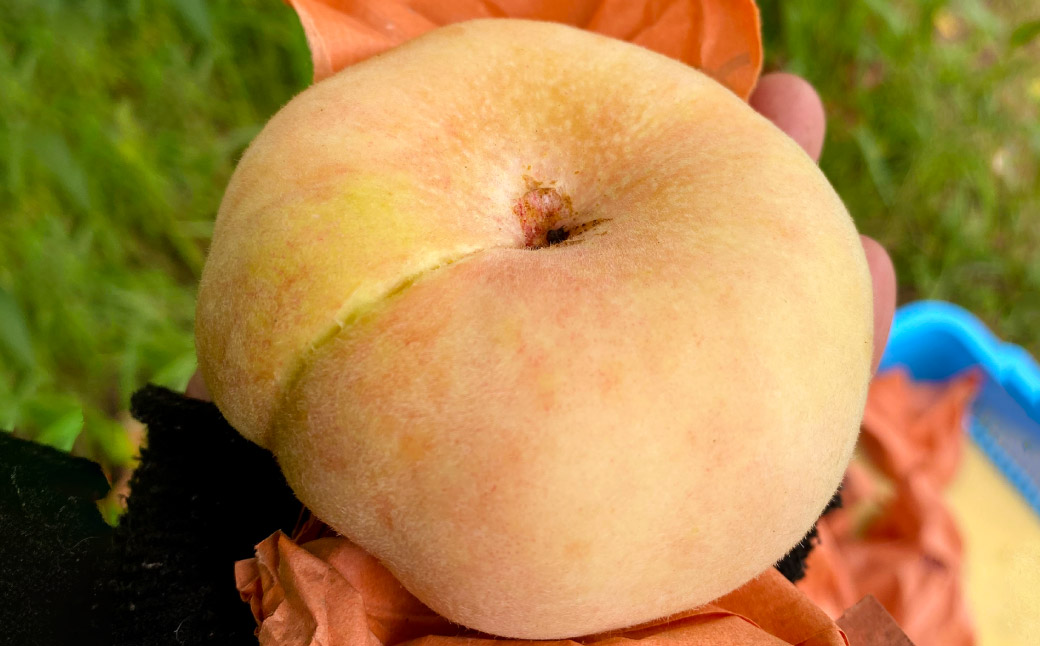 【超希少！】 千年蟠桃 3玉 桃 もも モモ くだもの 果物 フルーツ 【2025年8月上旬～8月下旬迄発送予定】