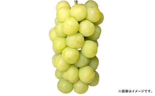 ぶどう 2026年 先行予約 瀬戸ジャイアンツ 3房 合計2kg以上 ブドウ 葡萄 岡山県産 国産 フルーツ 果物 ギフト 河本農園 【2026年9月上旬～9月下旬発送予定】