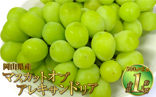 岡山県産 マスカットオブアレキサンドリア 約1kg（500g×2房） 【2026年8月下旬～9月下旬迄発送予定】 果物 くだもの フルーツ ぶどう ブドウ 葡萄 マスカット