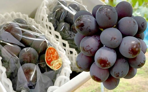 ぶどう 2026年 先行予約 ニュー ピオーネ 2房 合計1.2kg以上 ブドウ 葡萄 岡山県産 国産 フルーツ 果物 ギフト 河本農園 【2026年8月下旬発送予定】