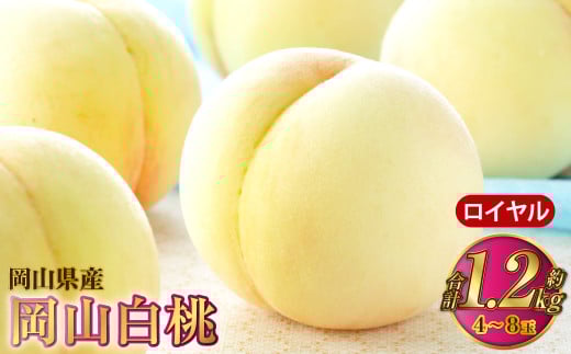 岡山白桃 ロイヤル 4～8玉 約1.2kg 岡山県産【2026年7月上旬～8月下旬発送予定】 白桃 桃 もも モモ