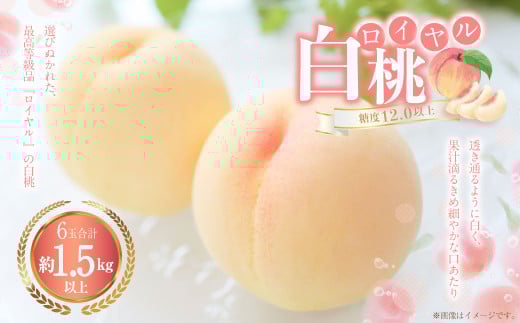 白桃 6玉（1.5kg以上） 等級：ロイヤル 化粧箱入り 【2026年7月上旬～8月上旬迄発送予定】 桃 モモ もも 果物 くだもの フルーツ 冷蔵 国産