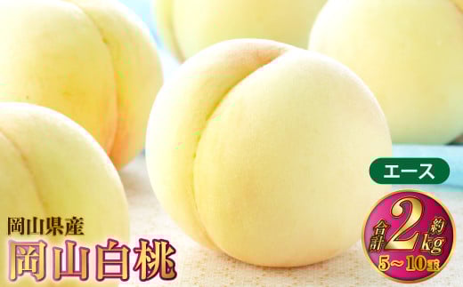 岡山白桃 エース 5～10玉 約2kg 岡山県産【2026年7月上旬～8月下旬発送予定】 白桃 桃 もも モモ