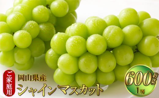 ご家庭用 岡山県産 シャインマスカット 晴王 約600g（600g×1房） 【2026年8月下旬～11月下旬迄発送予定】 果物 くだもの フルーツ ぶどう ブドウ 葡萄 マスカット