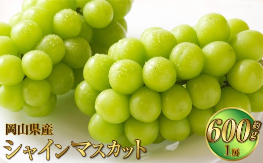 岡山県産 シャインマスカット 晴王 約600g（1房） 果物 フルーツ くだもの ぶどう ブドウ 葡萄 マスカット 種なし 種無し 冷蔵 国産 奈義町 【2026年7月上旬～8月下旬発送予定】