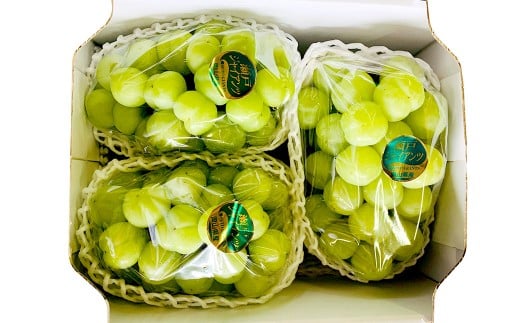 ぶどう 2026年 先行予約 シャイン マスカット 3～4房 合計2kg以上 ブドウ 葡萄 岡山県産 国産 フルーツ 果物 ギフト 河本農園 【2026年9月上旬～9月下旬発送予定】