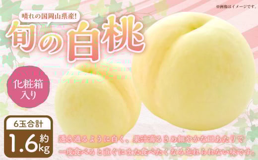 岡山県産 旬の白桃 6玉 （計1.6kg以上）【2026年7月上旬～8月上旬迄発送予定】 化粧箱入り 果物 くだもの フルーツ 桃 もも モモ 白桃 旬 岡山 おかやま 国産 冷蔵