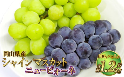 岡山県産 シャインマスカット 晴王・ニューピオーネ 3Lサイズ 計約1.2kg 詰合せ 【2026年6月下旬～7月下旬発送予定】 各1房 マスカット ピオーネ ぶどう 葡萄 ブドウ 種なし セット