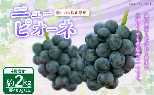 岡山県産 ニューピオーネ 4房（1房480g以上）約2kg 【2026年8月下旬～10月上旬迄発送予定】 果物 くだもの フルーツ ぶどう ブドウ 葡萄 岡山 おかやま 国産 冷蔵