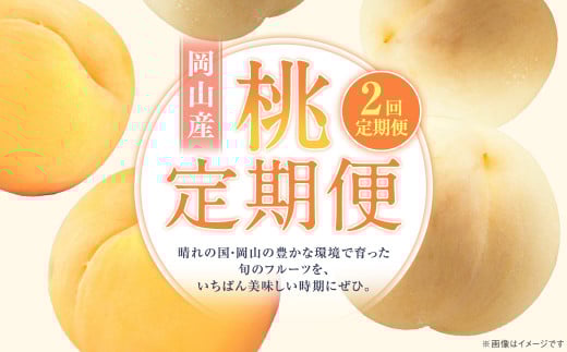 【2回定期便】 桃 （白桃・黄金桃）【2026年7月上旬より順次発送開始】 もも フルーツ 果物 くだもの ギフト 白桃 黄金桃 国産 岡山県産
