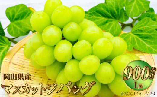 岡山県産 マスカットジパング 約900g（1房）【2026年7月下旬～8月下旬発送予定】 マスカット ぶどう ブドウ 葡萄