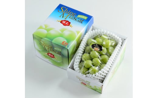 シャインマスカット晴王 約600g×1房 【2026年8月下旬～11月下旬迄発送】 岡山 種無し 種なし マスカット 果物 くだもの フルーツ ぶどう ブドウ 葡萄 冷蔵