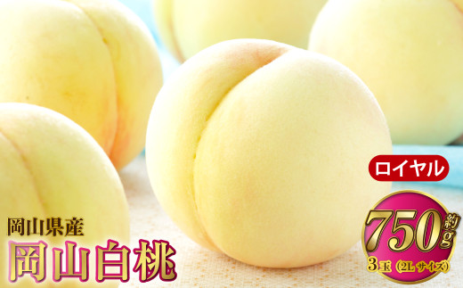 岡山白桃 ロイヤル 3玉×約250g（2Lサイズ） 計約750g 岡山県産【2026年7月上旬～8月下旬発送予定】 白桃 桃 もも モモ