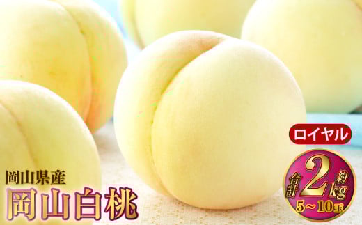 岡山白桃 ロイヤル 5～10玉 約2kg 岡山県産【2026年7月上旬～8月下旬発送予定】 白桃 桃 もも モモ