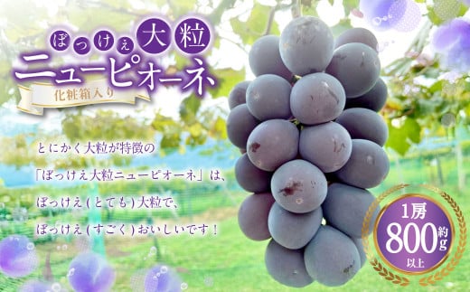 ぼっけえ大粒 ニューピオーネ 1房（800g以上） 化粧箱入り 【2026年9月上旬～10月上旬迄発送予定】 ぶどう ブドウ 葡萄 ピオーネ 果物 くだもの フルーツ 冷蔵 国産