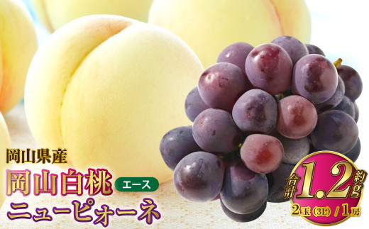 岡山県産 岡山白桃 エース 3Lサイズ 約300g×2玉・ニューピオーネ 約600g×1房 詰合せ 【2026年7月上旬～8月下旬発送予定】 白桃 桃 もも モモ ピオーネ ぶどう 葡萄 ブドウ セット