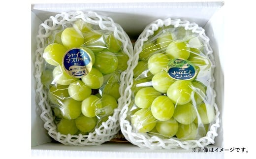 ぶどう 2026年 先行予約 シャイン マスカット 1房 700g以上 ブドウ 葡萄 岡山県産 国産 フルーツ 果物 ギフト 河本農園 【2026年9月上旬～9月下旬発送予定】