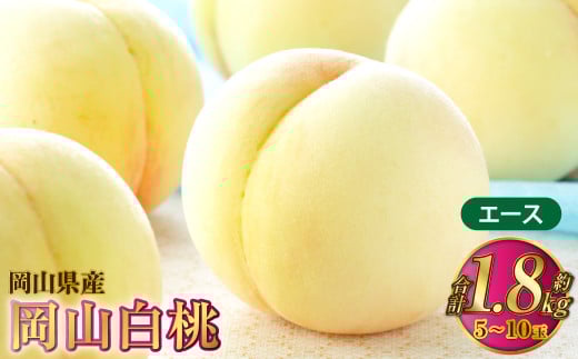 岡山白桃 エース 5～10玉 約1.8kg 岡山県産【2026年7月上旬～8月下旬発送予定】 白桃 桃 もも モモ