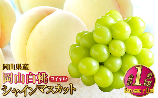 岡山県産 岡山白桃 ロイヤル 2Lサイズ 約250g×2玉・シャインマスカット 晴王 約500g×1房 詰合せ 【2026年7月上旬～8月下旬発送予定】 白桃 桃 もも モモ マスカット ぶどう 葡萄 ブドウ セット