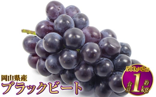岡山県産 ブラックビート 約1kg（約500g×2房）【2026年8月上旬～9月上旬発送予定】 ぶどう ブドウ 葡萄