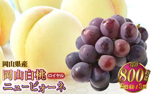 岡山県産 岡山白桃 ロイヤル Lサイズ 約200g×2玉・ニューピオーネ 約400g×1房 詰合せ 【2026年7月上旬～8月下旬発送予定】 白桃 桃 もも モモ ピオーネ ぶどう 葡萄 ブドウ セット