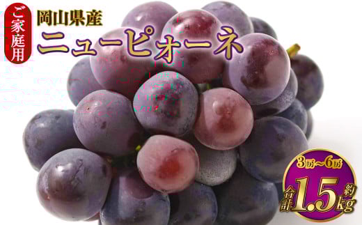 ご家庭用 岡山県産 ニューピオーネ 約1.5kg（3房～6房） 【2026年8月下旬～9月下旬迄発送予定】 果物 くだもの フルーツ ぶどう ブドウ 葡萄