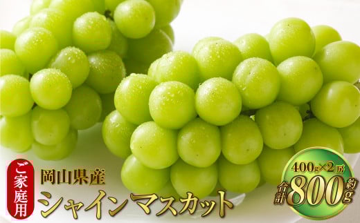 ご家庭用 岡山県産 シャインマスカット 晴王 約800g（400g×2房） 【2026年8月下旬～11月下旬迄発送予定】 果物 くだもの フルーツ ぶどう ブドウ 葡萄 マスカット
