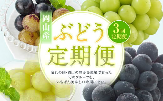 【3回定期便】 マスカットオブアレキサンドリア ニューピオーネ 晴王 【2026年7月上旬より順次発送開始】 葡萄 ブドウ ぶどう フルーツ 果物 ギフト 国産 岡山県産
