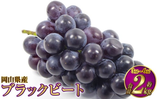 岡山県産 ブラックビート 約2kg（3房～6房）【2026年8月上旬～9月上旬発送予定】 ぶどう ブドウ 葡萄