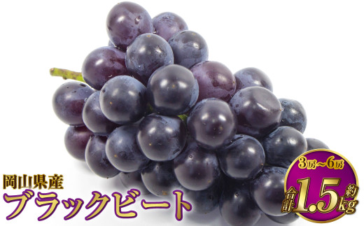 岡山県産 ブラックビート 約1.5kg（3房～6房）【2026年8月上旬～9月上旬発送予定】 ぶどう ブドウ 葡萄