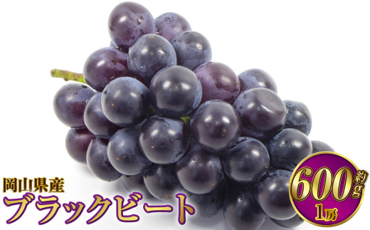 岡山県産 ブラックビート 約600g（1房）【2026年8月上旬～9月上旬発送予定】 ぶどう ブドウ 葡萄