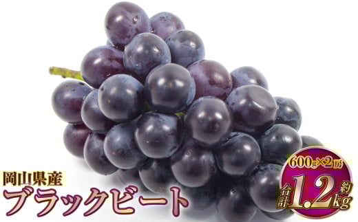 岡山県産 ブラックビート 約1.2kg（約600g×2房）【2026年8月上旬～9月上旬発送予定】 ぶどう ブドウ 葡萄
