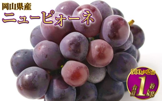 岡山県産 ニューピオーネ 約1kg（約500g×2房） 【2026年6月下旬～7月下旬発送予定】 ピオーネ ぶどう 葡萄 ブドウ 種なし