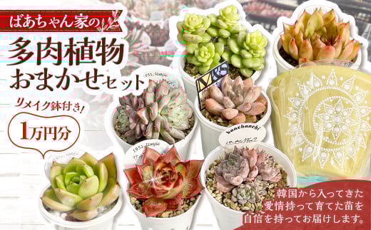 ばあちゃん家のリメイク鉢付きおまかせセット 1万円分