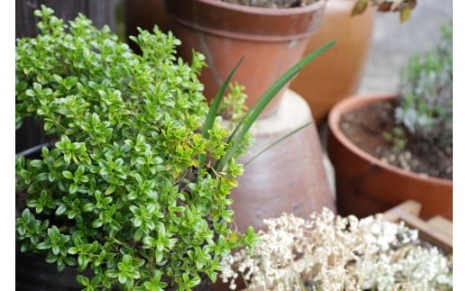 フレンチスタイルの朝食付き古民家宿泊ペア１泊（金・土） H-zz-A02A