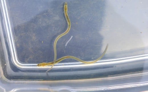 うなつぐ サポート会員（一口3,000円分） 年間会員証 A-cz-A01A