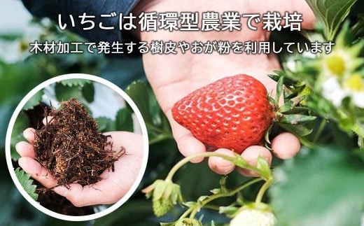 完熟いちごのクラフトビール×4本_ストロベリージューシーエール M-MQ-A00A