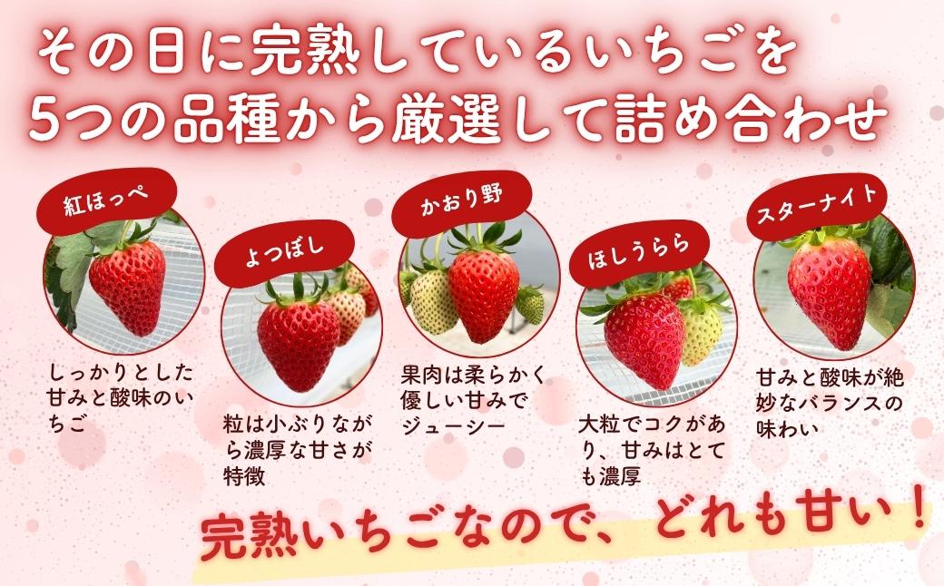 西粟倉村 完熟いちご 自宅用 400g（200ｇ×２）M-FI-A16A