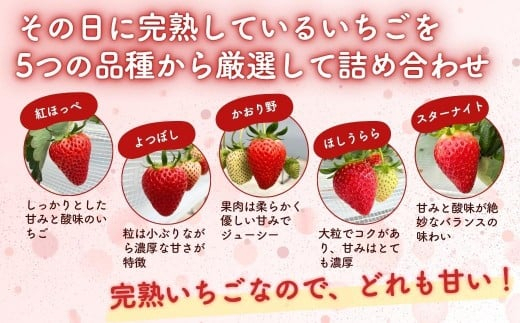 【2027年2月発送】 完熟・朝摘みいちご 贈答用 800g(400g×2)｜糖度12度以上・専用個包装 M-FI-A46A 【2027年2月発送】贈答用800g/寄附金額17,000円