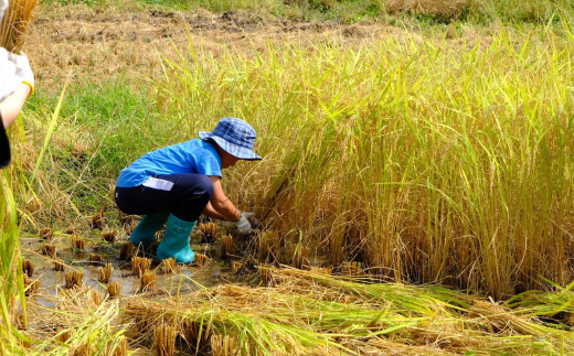 【特別栽培米】R5年産 ビオ田んぼ米(β版) コシヒカリ 白米2kg_A-ae-ACZA