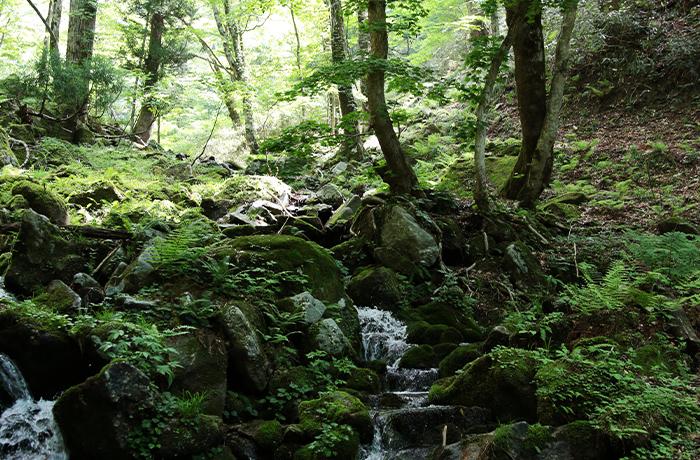 【令和8年産新米・先行予約】あわくら源流米 あきたこまち 玄米 30kg｜西粟倉村産・昼夜寒暖差が育む甘み｜ふるさと納税 K-bd-AFZA