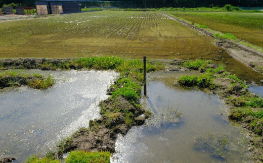 【特別栽培米】R5年産 ビオ田んぼ米(β版) コシヒカリ 白米2kg_A-ae-ACZA